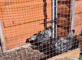 3 Silver Lace Wyandotte chickens  Runcorn Cheshire