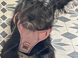 German shepherd x bearded collie
