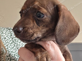 Beautiful miniature dachshunds