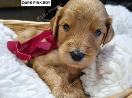 Final Four! Fox Red F2b Goldendoodle puppies