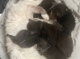 Grey Male Ragdoll /Maine Coon Kitten