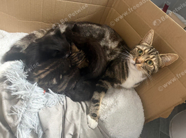 Kittens