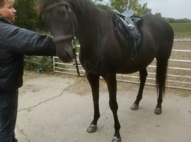 9 year old thoroughbred gelding