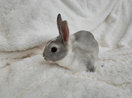 Mini rex rabbits
