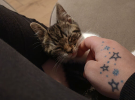 Kitten with food bed litter tray etc