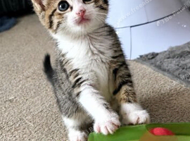 Stunning Female Kitten