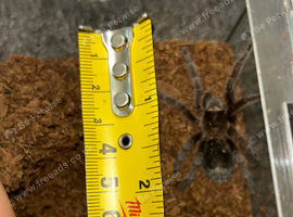 Brazilian Black tarantula approx 2 inches 5cm
