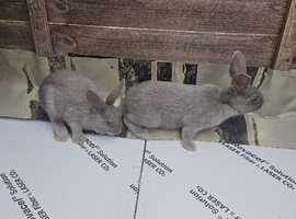 Pure grey bunnie rabbit