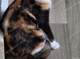 Calico girl