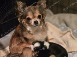 Longhaired Chihuahua puppies seeking loving homes