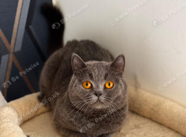 GCCF Active Female British shorthair