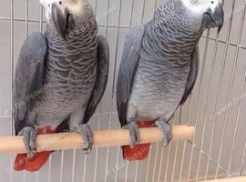 African grey parrot