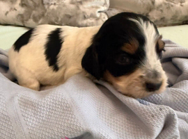 8 cocker spaniel puppies for sale