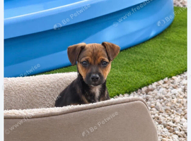 Jack Russell X Chihuahua