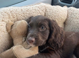 One beautiful boy available