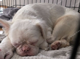 Micro pink fluffy frenchie
