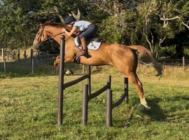 Super steady safe allrounder