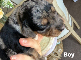 Cocker spaniel puppy&rsquo;s for sale