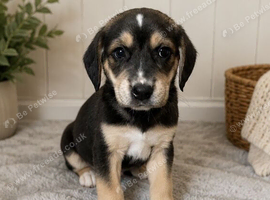 Beagle x labs ready now