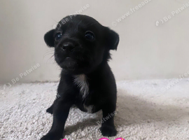 Pomeranian x chihuahua pups