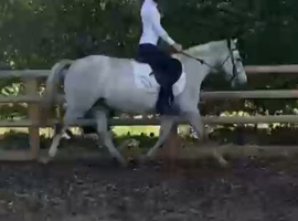 Very Smart Pony Club/ Event Pony