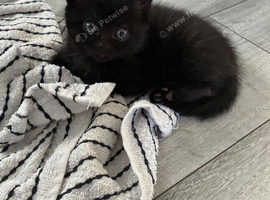 Half British shorthair kittens