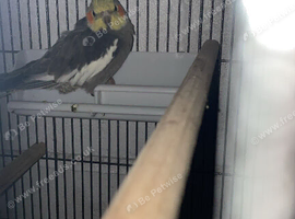Lovely little female cockatiel
