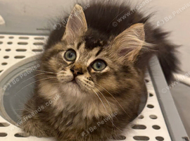 1 British longhair x Mainecoon Male