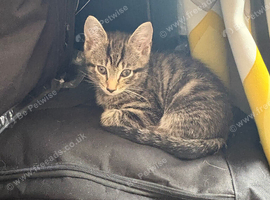 Gorgeous Kittens For Sale