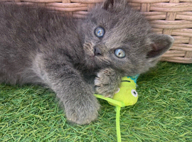 4 little kittens