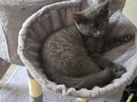 Birtish shorthair cross bengal grey kitten