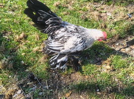 Silver millefleur booted bantam cockerels