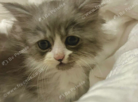 Just 1 Stunning Kitten left