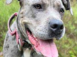 Female merle corso x