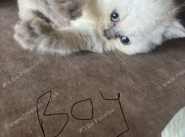 colour point british short hair kitten