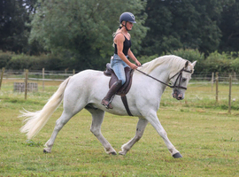Stunning Connemara gelding
