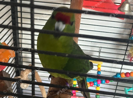 Kakariki