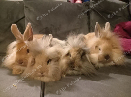 4 mini lion lops ready now