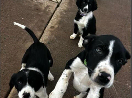 Beautiful puppies