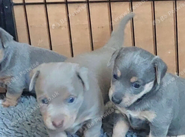 LILAC/BLUE and TAN JACK RUSSELL PUPPIES