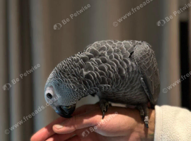 HAND-REARED AFRICAN GREY PARROT BABIES &ndash; LOOKING FOR LOVING HOMES