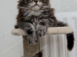 Beautiful Maine Coon princess