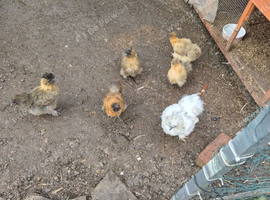 Silkie and chicks