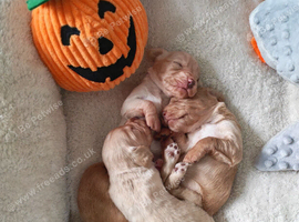 Beautiful cocker spaniel puppies