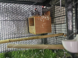 Breeding Pair of Java and Java baby's from &pound;30.