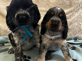 Stunning show type cocker spaniel puppies