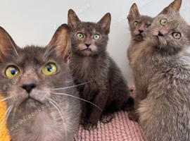 Lykoi kittens
