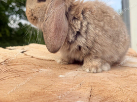 Giant french lops