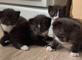 kittens for sale