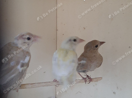 4 hen chaffinch mutation